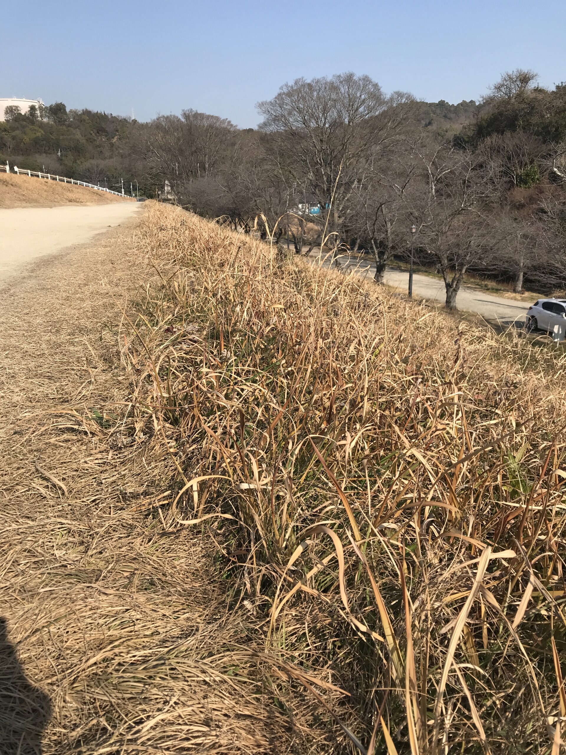 倉敷移住1139日 冬晴れの枯れ草足にやはらかし | 倉敷くらす
